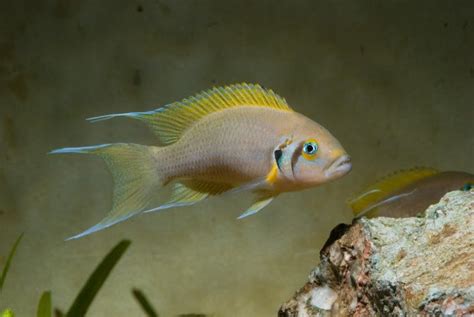 aquarium online bangalore|Splashy Fin: Buy Aquarium Accessories & Decor online! Shipping .